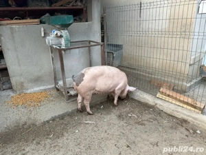 porci de craciun - imagine 3