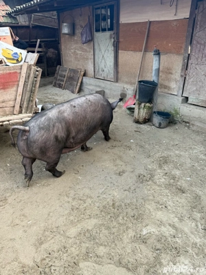 porci de craciun - imagine 4