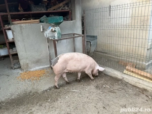 porci de craciun - imagine 2