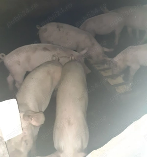 Vând porci 50kg -80kg