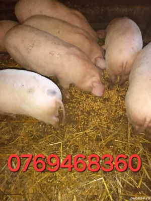 Purcei de vânzare   rasa Marele Alb
