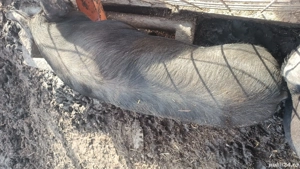 vand porci - imagine 2