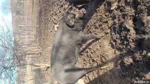 vand porci - imagine 3