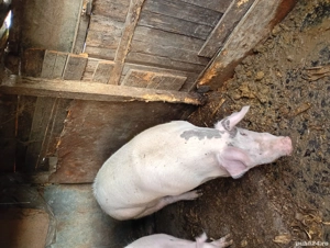 disponibil de craciun