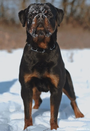 Vand pui Rottweiller cu pedigree. - imagine 4