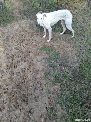 Vand sau schimb  - imagine 2