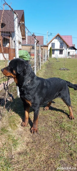 Vand pui Rottweiller cu pedigree. - imagine 5