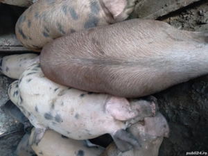 porci de vanzare