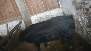 Vand porc bazna - imagine 2