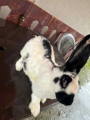 Vând iepuri fluturaș  - imagine 2