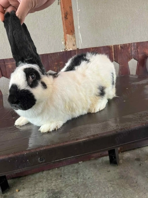 Vând iepuri fluturaș 