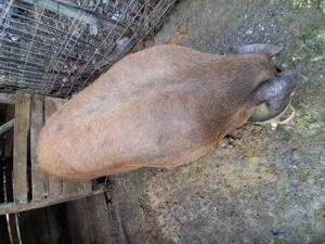 Vnd scroafa Duroc  - imagine 3