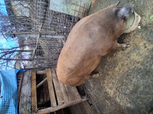 Vnd scroafa Duroc  - imagine 2