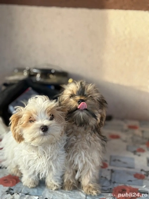 Catelusi bichon  - imagine 3