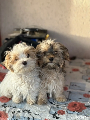 Catelusi bichon  - imagine 2