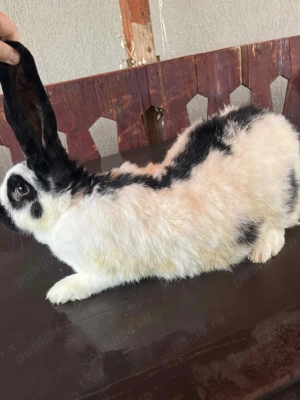 Vând iepuri fluturaș  - imagine 4