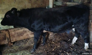 Vând Taur. - imagine 2