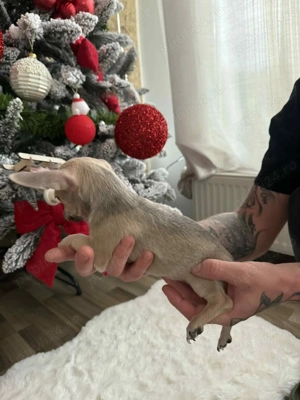 Vând catel chihuahua ! Este fetița ! - imagine 3