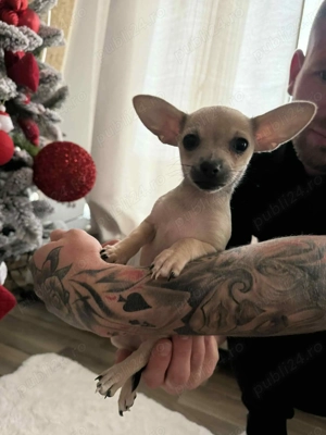 Vând catel chihuahua ! Este fetița ! - imagine 4