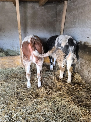 De vânzare o vitea bălțată o vitea  belgiana și un tăuraș bălțat 