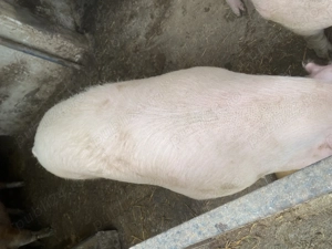 Porc de vânzare  - imagine 2