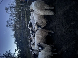 Oite de vânzare sănătoase