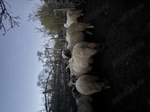 Oite de vânzare sănătoase - imagine 3