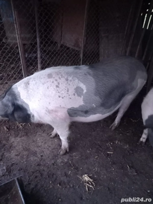 Vand porci - imagine 3