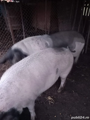 Vand porci - imagine 4