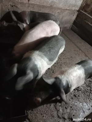 Vand porci - imagine 2