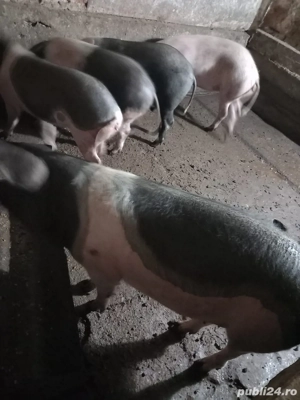 Vand porci - imagine 5