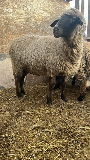 Vând oi cu miei  - imagine 2