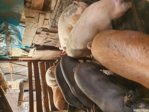 vand porci  - imagine 2