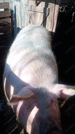 Vand 2 porci (purcele)  - imagine 7