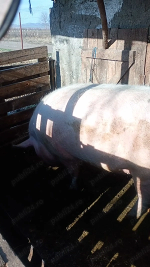 Vand 2 porci (purcele - imagine 2