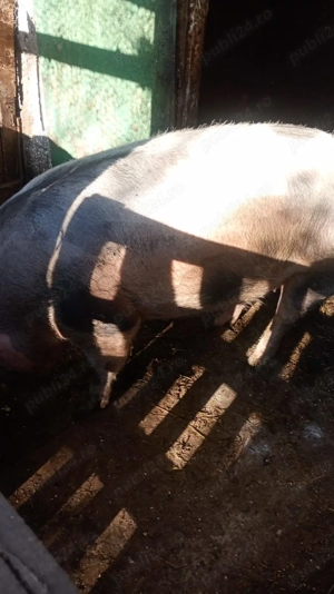 Vand 2 porci (purcele)  - imagine 9