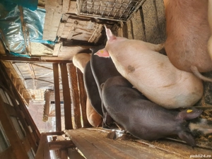 vand porci  - imagine 3