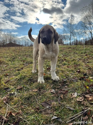 căței kangal malakli cu pedigree FCI  - imagine 3