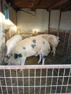 Porci de vânzare 160-180 kg  - imagine 2