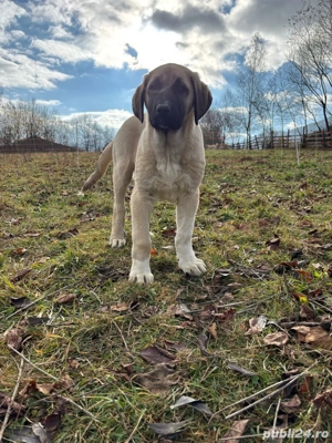 căței kangal malakli cu pedigree FCI  - imagine 5