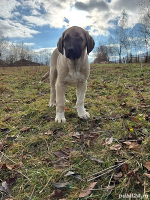 căței kangal malakli cu pedigree FCI  - imagine 4