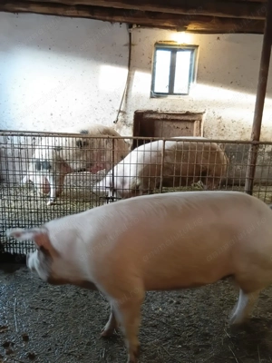 Porci de vânzare 160-180 kg  - imagine 4