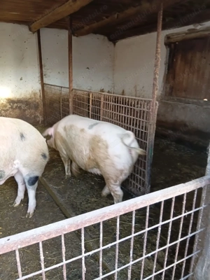 Porci de vânzare 160-180 kg  - imagine 6