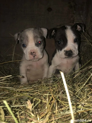 Disponibili 2 puiuți Amstaff  - imagine 2