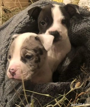 Disponibili 2 puiuți Amstaff 