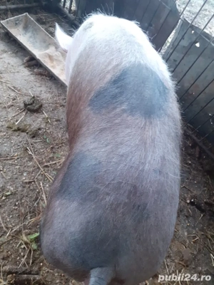 De vânzare  - imagine 3