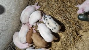 Vând purcei 6 saptamani - imagine 2