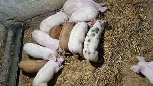 Vând purcei 6 saptamani - imagine 3