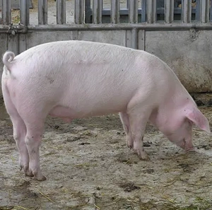 Porc de vanzare