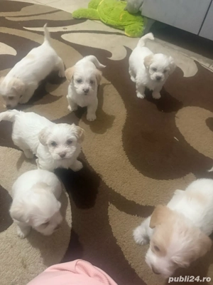 catelusi dragalasi  - imagine 3